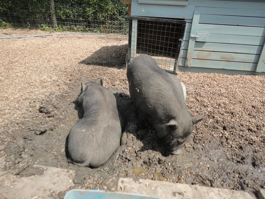 Willow Court Farm Studio South & Petting Farm, 8 Mins From Legoland & Windsor, 15 Mins From Lapland Uk ภายนอก รูปภาพ