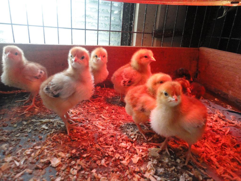Willow Court Farm Studio South & Petting Farm, 8 Mins From Legoland & Windsor, 15 Mins From Lapland Uk ภายนอก รูปภาพ