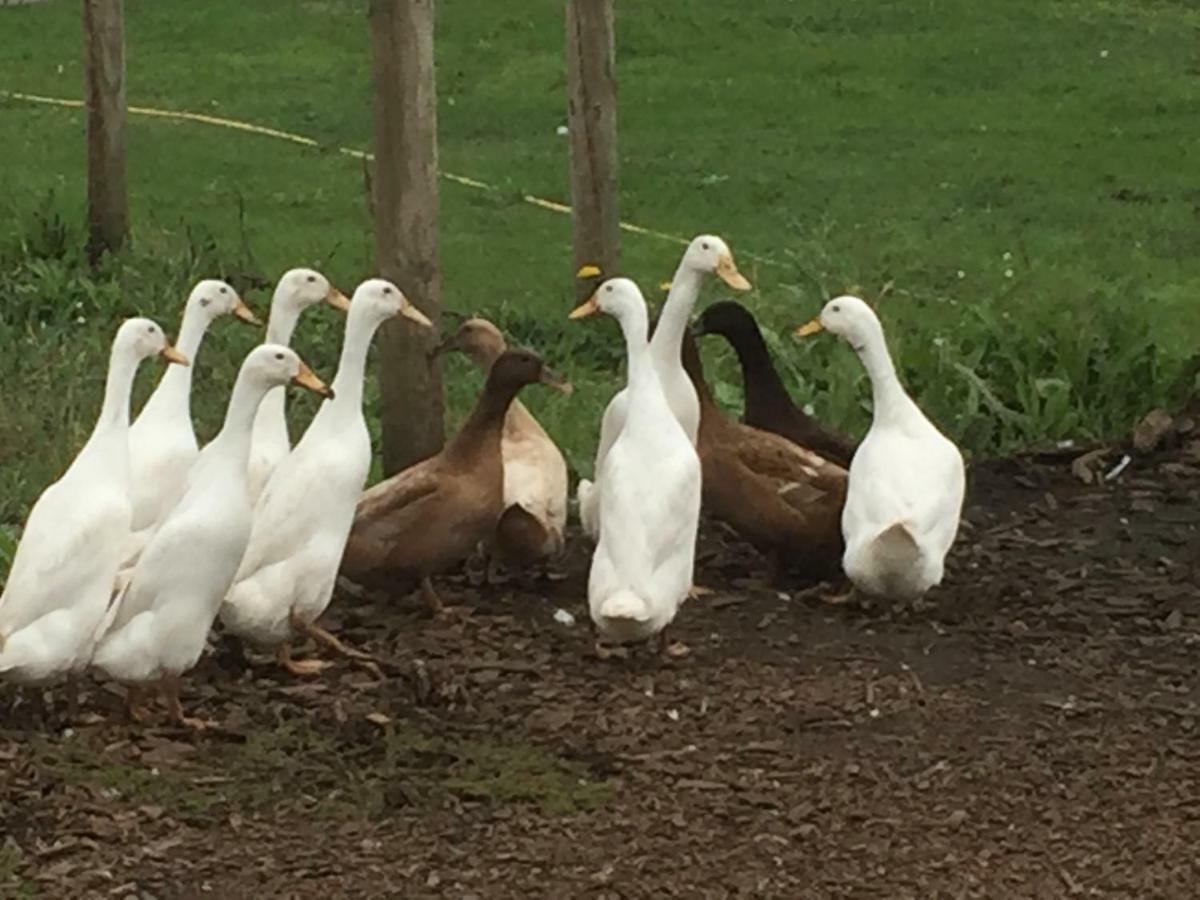Willow Court Farm Studio South & Petting Farm, 8 Mins From Legoland & Windsor, 15 Mins From Lapland Uk ภายนอก รูปภาพ