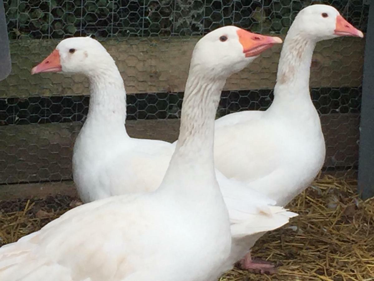 Willow Court Farm Studio South & Petting Farm, 8 Mins From Legoland & Windsor, 15 Mins From Lapland Uk ภายนอก รูปภาพ