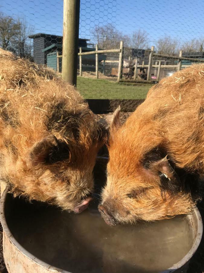 Willow Court Farm Studio South & Petting Farm, 8 Mins From Legoland & Windsor, 15 Mins From Lapland Uk ภายนอก รูปภาพ
