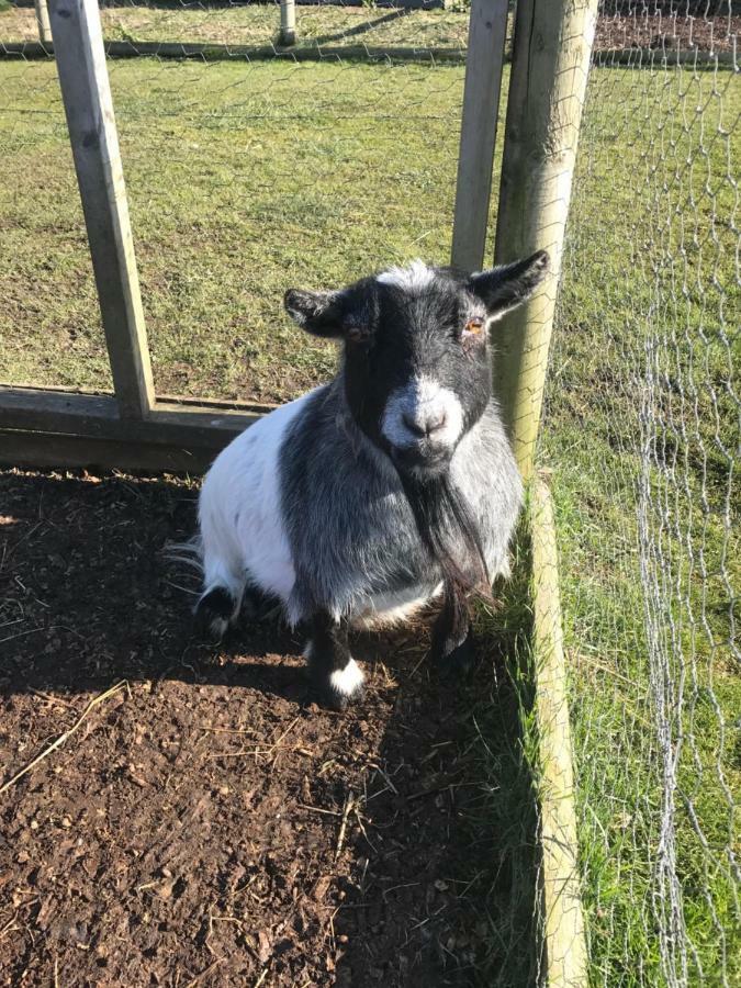 Willow Court Farm Studio South & Petting Farm, 8 Mins From Legoland & Windsor, 15 Mins From Lapland Uk ภายนอก รูปภาพ