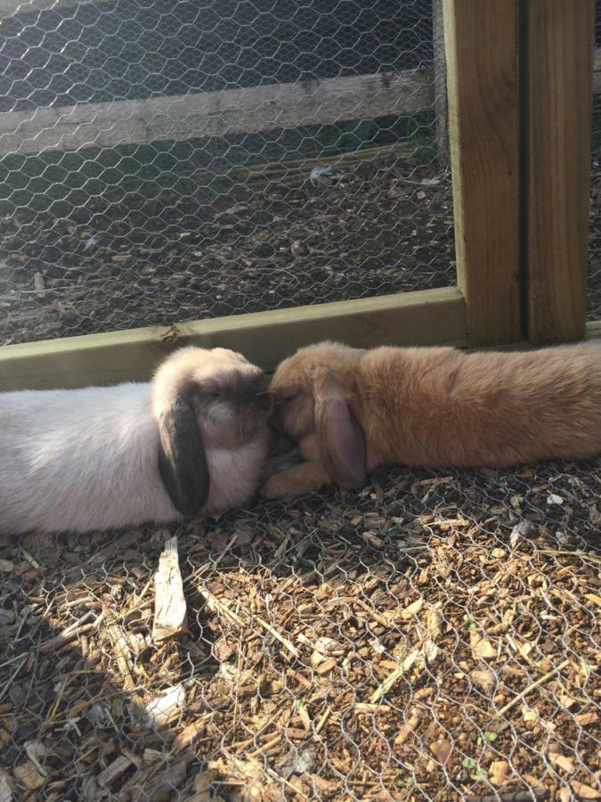 Willow Court Farm Studio South & Petting Farm, 8 Mins From Legoland & Windsor, 15 Mins From Lapland Uk ภายนอก รูปภาพ