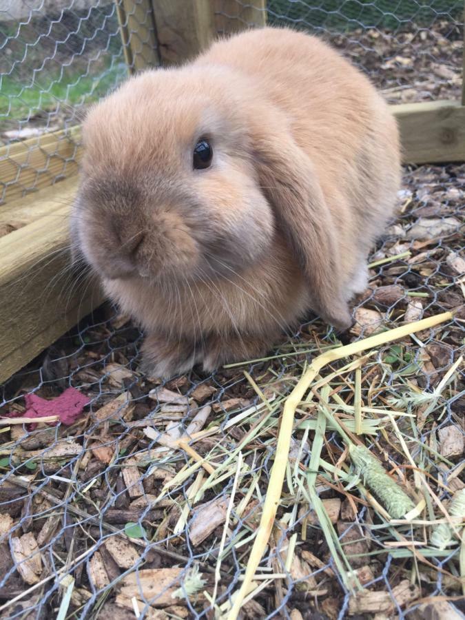 Willow Court Farm Studio South & Petting Farm, 8 Mins From Legoland & Windsor, 15 Mins From Lapland Uk ภายนอก รูปภาพ